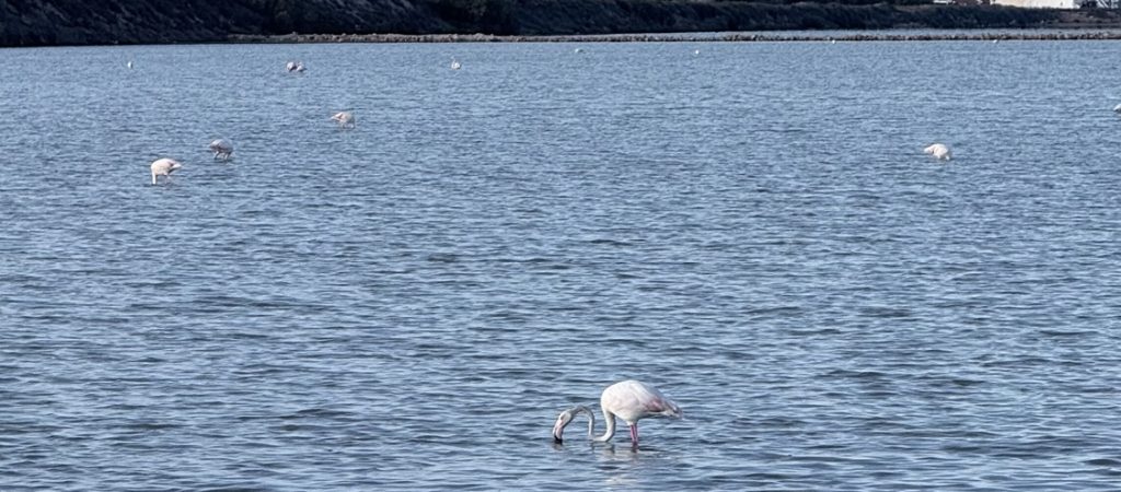Flamingos in den Salinen von San Pedro del Pinatar